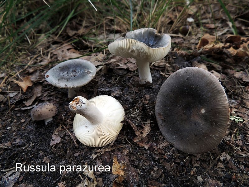 Russula parazurea-amf1647.jpg - Russula parazurea ; Nom français: Russule bleu-vert